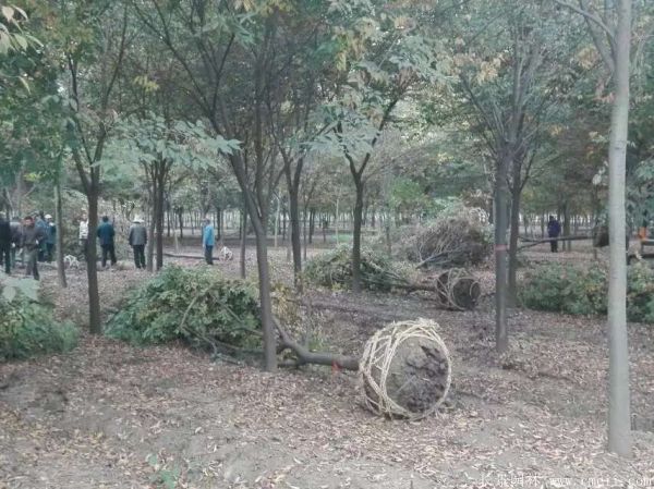 供應(yīng)6-8公分的櫸樹價(jià)格市場比較低