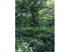 較大的櫸樹(shù)產(chǎn)地，產(chǎn)量百分之二十以上