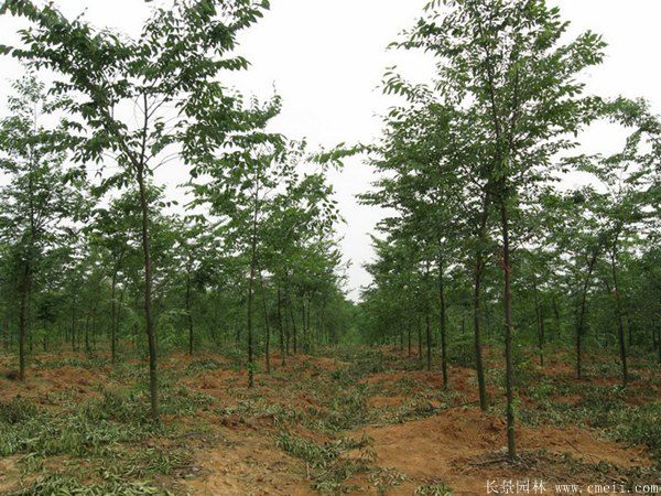 供應(yīng)6-8公分的櫸樹價(jià)格市場比較低