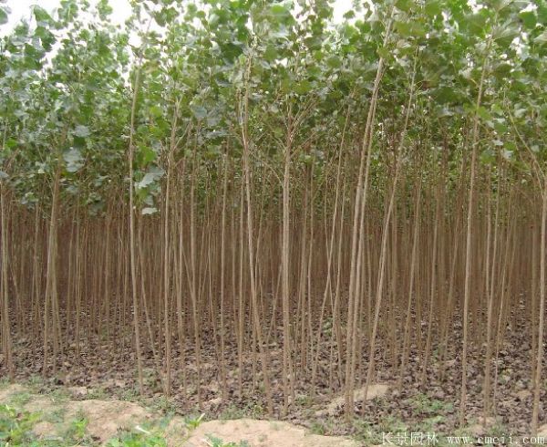 便宜的楊樹苗哪里有賣？