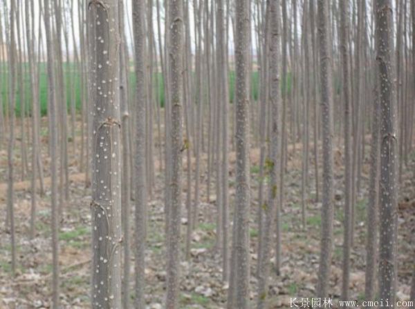 便宜的楊樹苗哪里有賣？