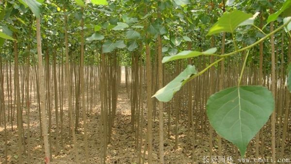 便宜的楊樹苗哪里有賣？