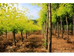 黃金槐10公分多少價格？