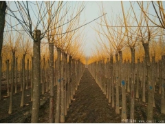 黃金槐10公分的價格，長景園林低價供應(yīng)