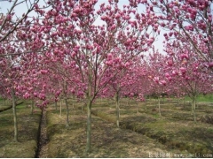 10公分紫玉蘭多少錢一棵？