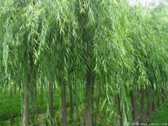 垂柳多少錢一棵？