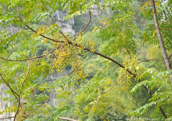苦楝樹(shù)種子