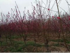 6公分紅葉碧桃多少錢(qián)一棵？