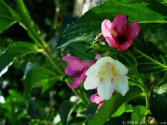 市場(chǎng)上紅王子錦帶小苗多少錢一棵？