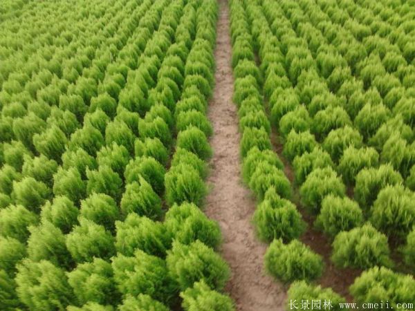 灑金柏球-長景園林