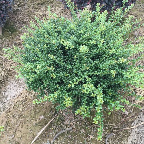 龜甲黃楊球-長(zhǎng)景園林