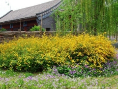 <font color='#FFFF00'>產地直銷的棣棠球多少錢一棵？</font>