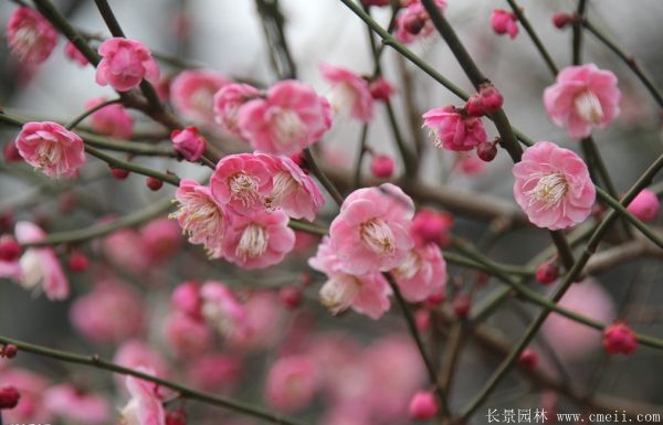 紅梅苗木-沭陽長景園林 紅梅苗木-沭陽長景園林