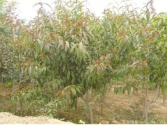 哪里有碧桃樹(shù)出售，最常用的規(guī)格多少錢(qián)一棵能