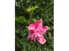 供應4公分木槿，數(shù)量有30萬棵