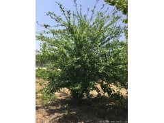 正宗紅花木槿，1~8公分規(guī)格齊全，分枝多冠幅大