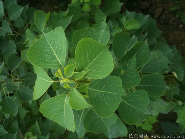 紅葉烏桕圖片紅葉烏桕基地實(shí)拍 紅葉烏桕圖片紅葉烏桕基地實(shí)拍