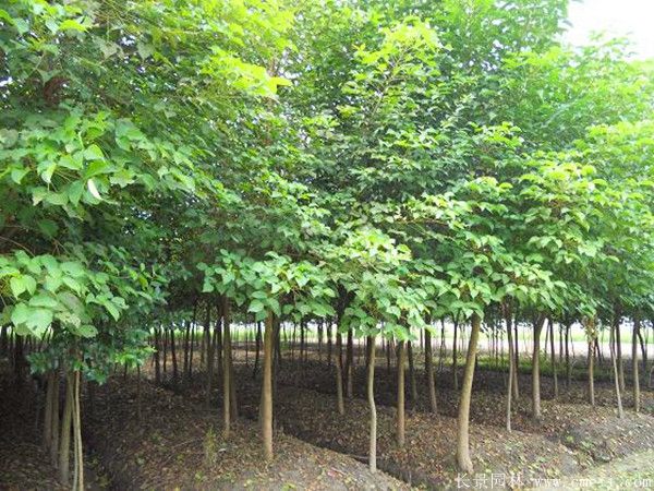 紅葉烏桕圖片紅葉烏桕基地實(shí)拍 紅葉烏桕圖片紅葉烏桕基地實(shí)拍