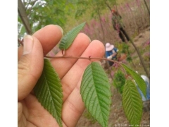 櫸樹(shù)生長(zhǎng)速度快嗎？