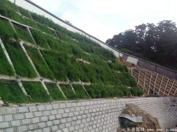 河提邊坡植草護坡綠化圖片