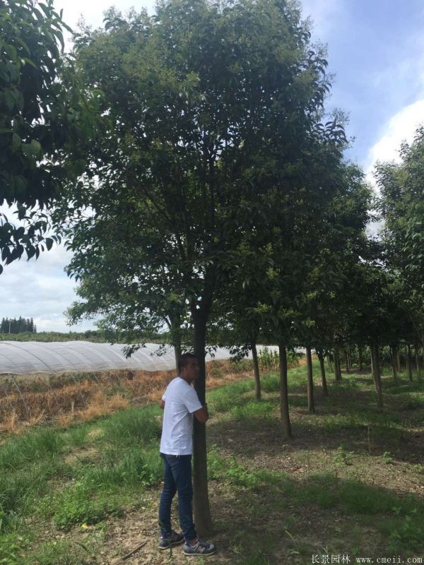 大葉女貞圖片大葉女貞基地實(shí)拍 大葉女貞圖片大葉女貞基地實(shí)拍