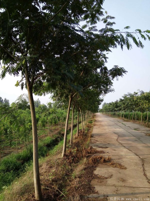 合歡樹圖片合歡樹基地實(shí)拍