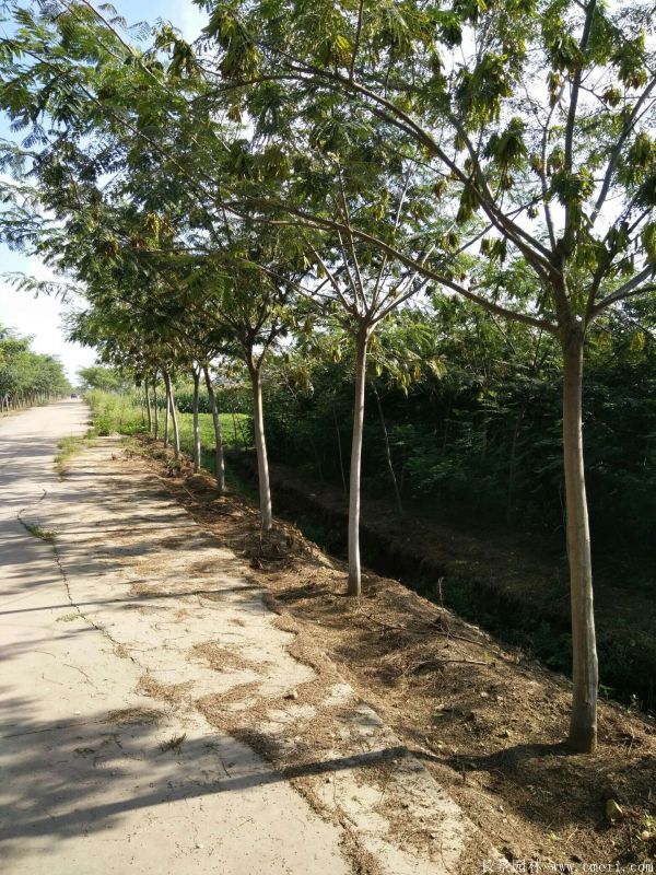 合歡樹圖片合歡樹基地實(shí)拍