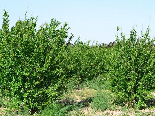 石榴樹(shù)圖片石榴樹(shù)基地實(shí)拍 石榴樹(shù)圖片石榴樹(shù)基地實(shí)拍