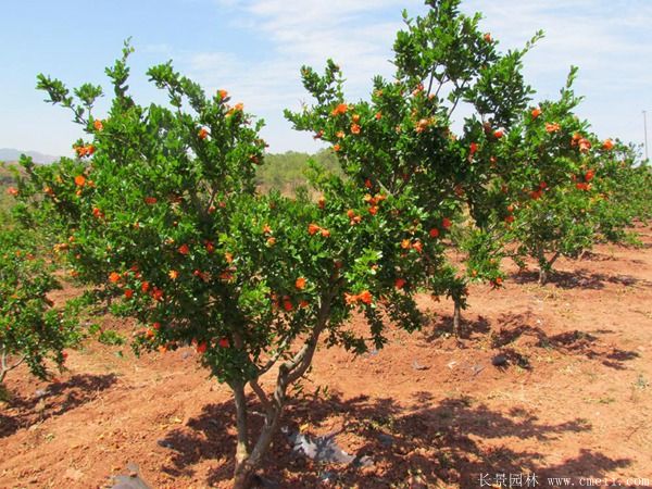 石榴樹(shù)圖片石榴樹(shù)基地實(shí)拍 石榴樹(shù)圖片石榴樹(shù)基地實(shí)拍