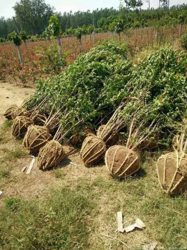 石榴樹(shù)圖片石榴樹(shù)基地實(shí)拍 石榴樹(shù)圖片石榴樹(shù)基地實(shí)拍