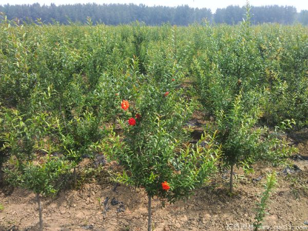 石榴樹(shù)圖片石榴樹(shù)基地實(shí)拍 石榴樹(shù)圖片石榴樹(shù)基地實(shí)拍