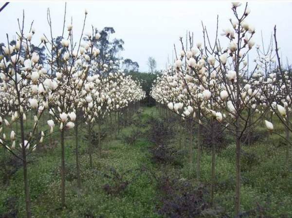 白玉蘭圖片白玉蘭基地實(shí)拍 白玉蘭圖片白玉蘭基地實(shí)拍