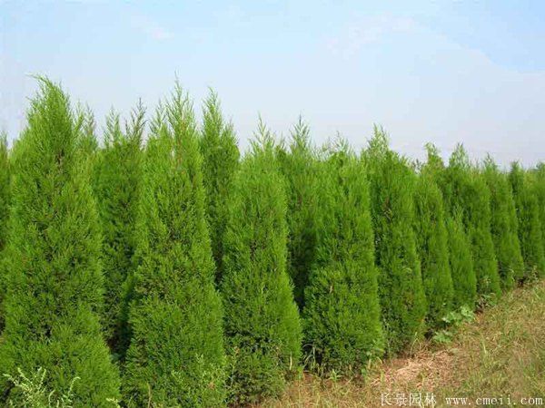 蜀檜圖片蜀檜基地實(shí)拍 蜀檜圖片蜀檜基地實(shí)拍