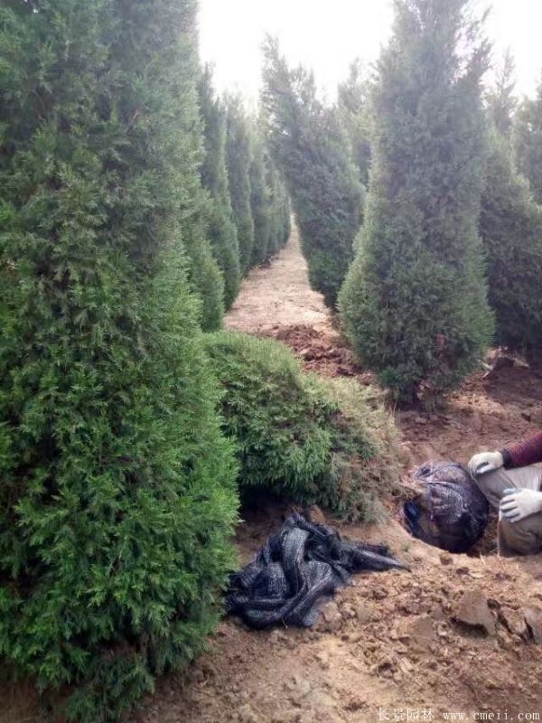 蜀檜圖片蜀檜基地實(shí)拍 蜀檜圖片蜀檜基地實(shí)拍
