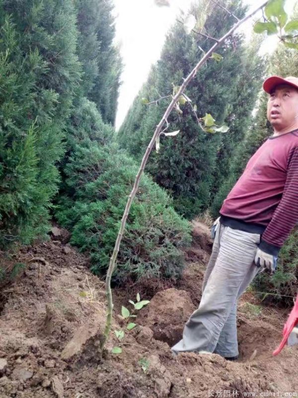 蜀檜圖片蜀檜基地實(shí)拍 蜀檜圖片蜀檜基地實(shí)拍