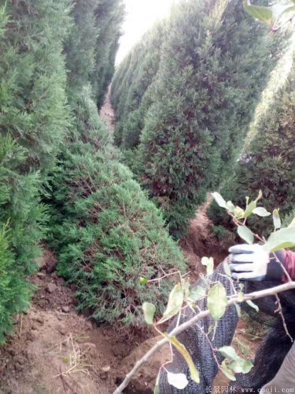 蜀檜圖片蜀檜基地實(shí)拍 蜀檜圖片蜀檜基地實(shí)拍