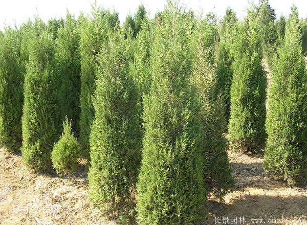 蜀檜圖片蜀檜基地實(shí)拍 蜀檜圖片蜀檜基地實(shí)拍