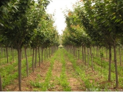 綠化苗木櫻花去哪里購買？