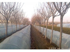 櫻花多少錢一棵？