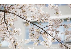 櫻花樹苗哪里有賣？麻煩推薦一家大型，有誠信