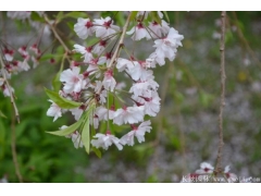 2020下半年最新12公分櫻花價格是多少錢一棵？