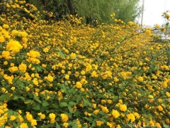 棣棠多少錢一棵？