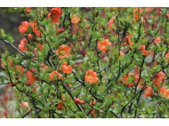 日本貼梗海棠多少錢？