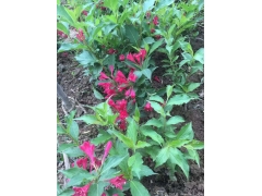 50公分紅王子錦帶價(jià)格是多少？