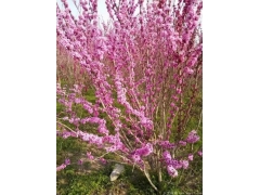 2米叢生紫荊價(jià)格哪里低？