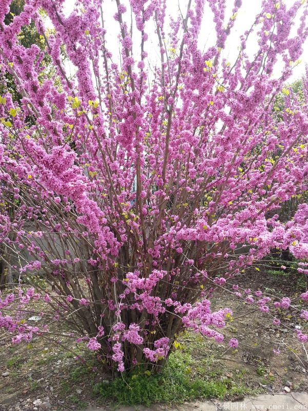 叢生紫荊樹(shù)圖片基地實(shí)拍