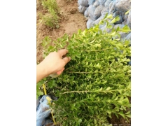 30公分40公分50公分小葉黃楊價格多少錢一棵？