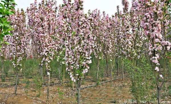 西府海棠圖片基地實(shí)拍
