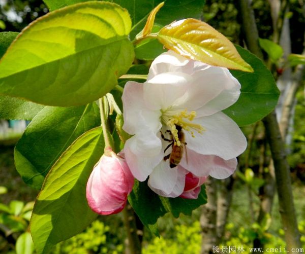 西府海棠圖片基地實(shí)拍