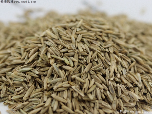 多年生黑麥草種子圖片 多年生黑麥草種子圖片